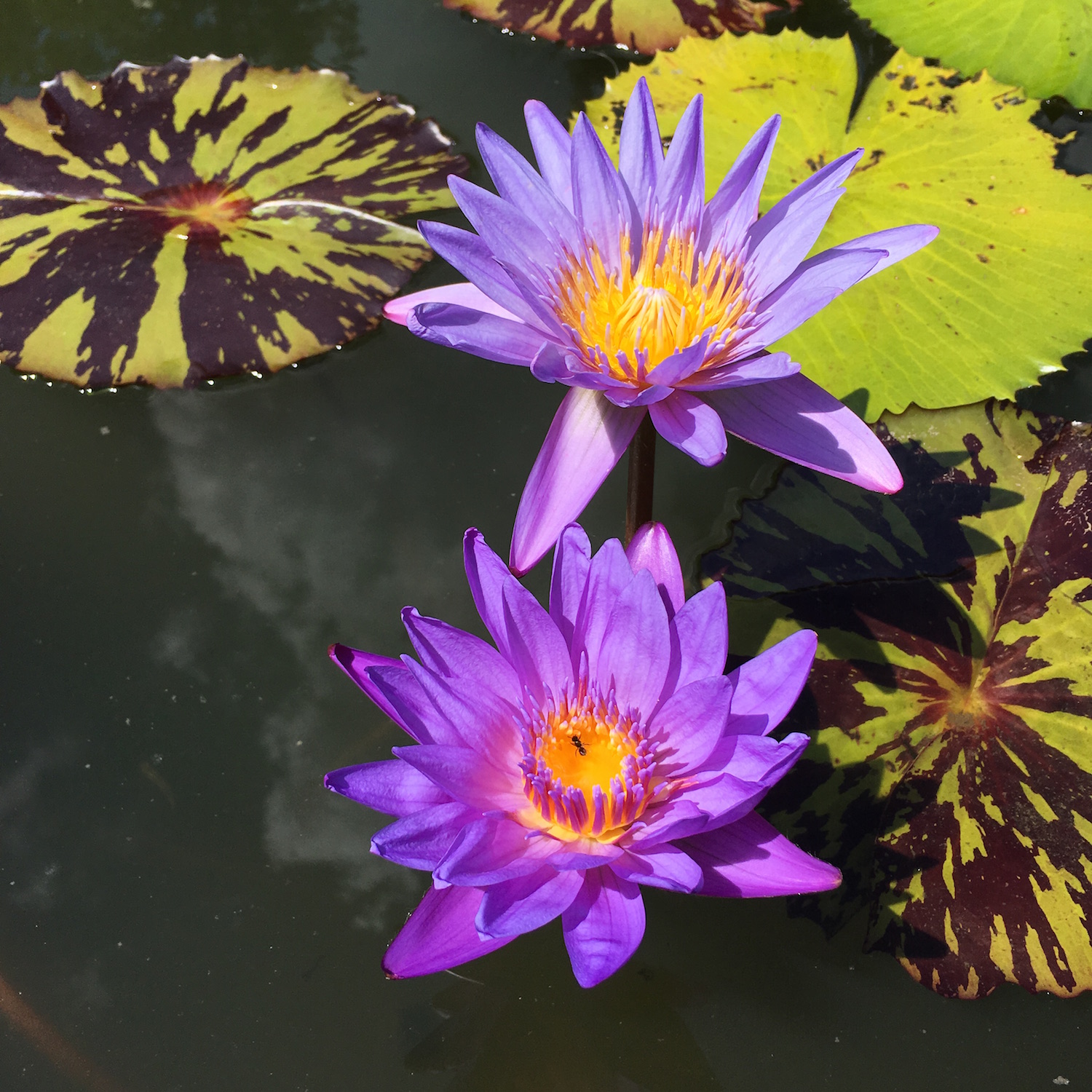 Stages of a Lotus Flower Blooming at Kenilworth Aquatic Gardens