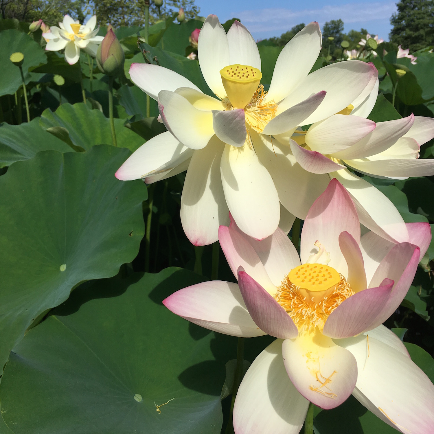 How to Grow a Lotus from Seed - Friends of Kenilworth Aquatic Gardens