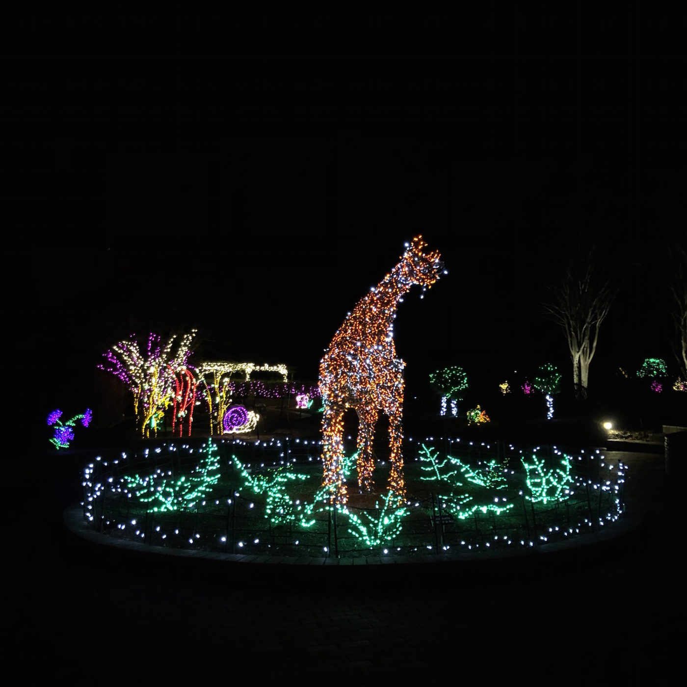 Garden of Lights at Brookside Gardens Adventures in DC